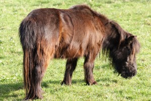 An Irish Pony